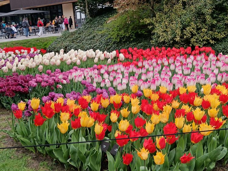 keukenhof 3