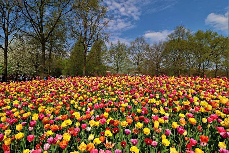 keukenhof 5